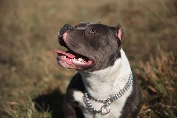 Mystified amerikai Bully kíváncsian nézett felfelé és lihegve — Stock Fotó