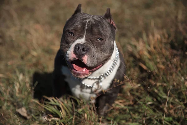 Vista frontale di un cane Amstaff che guarda avanti e ansima — Foto Stock