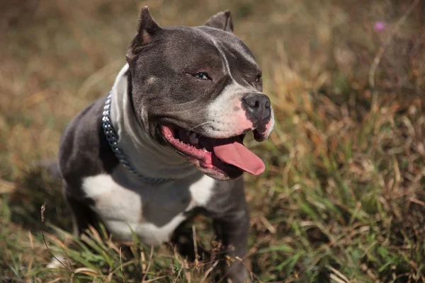 Cansado American Bully ofegante e olhando para a distância — Fotografia de Stock