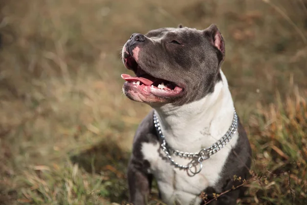 Adorável American Bully banhos de sol e ofegante — Fotografia de Stock