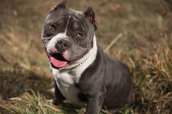 Juguetón Amstaff jadeando con su lengua expuesta mientras descansa —  Fotos de Stock