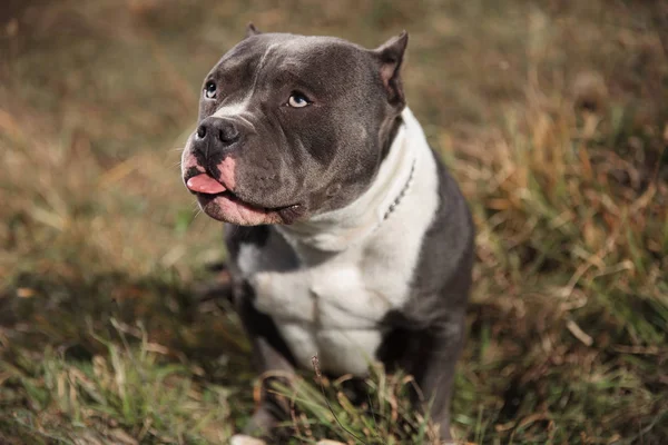 Culpado Amstaff olhando para cima e implorando — Fotografia de Stock