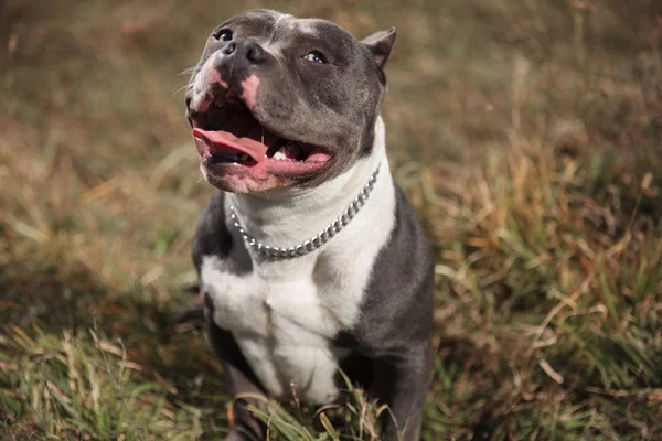 Jolly American Bully sendo feliz e brincalhão enquanto ofegante — Fotografia de Stock