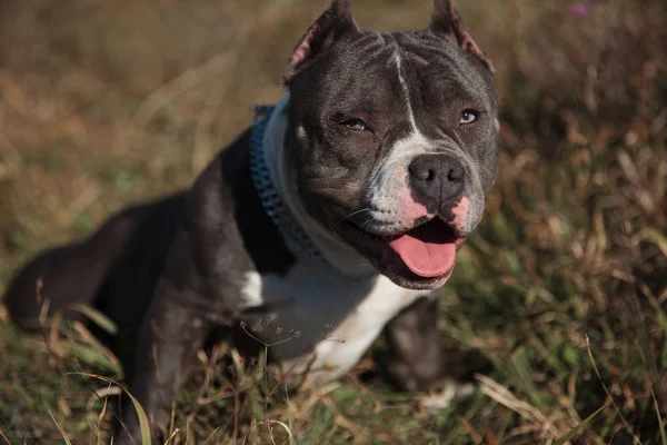 Rilassato Amstaff guardando avanti e ansimando — Foto Stock