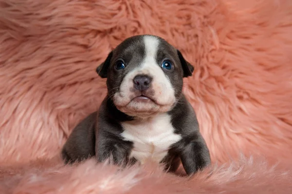 Adorable American Bully cachorro sentado mientras mira hacia arriba —  Fotos de Stock