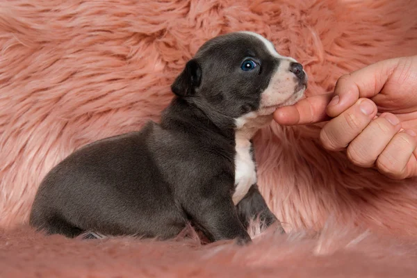 Vista lateral de American Bully cachorro sentado y siendo acariciado — Foto de Stock