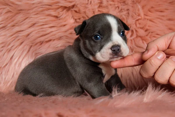 Sevimli Amerikan Bully köpek yavrusu pette iken yan oturan — Stok fotoğraf
