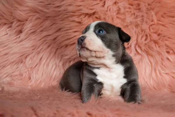 Asustado American Bully cachorro sittings mientras mira a la si — Foto de Stock