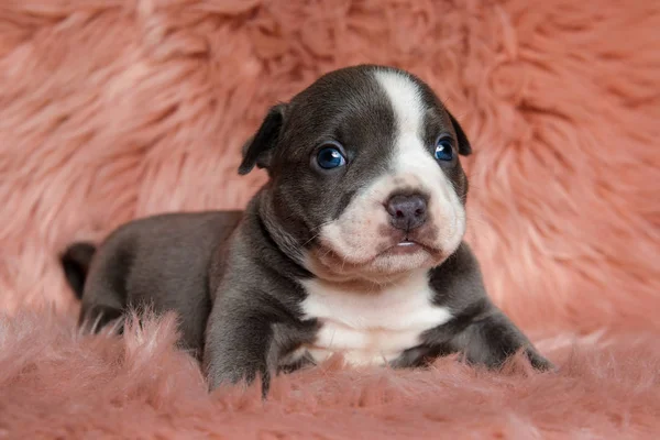 Precioso American Bully cachorro sentado mientras mira hacia adelante — Foto de Stock