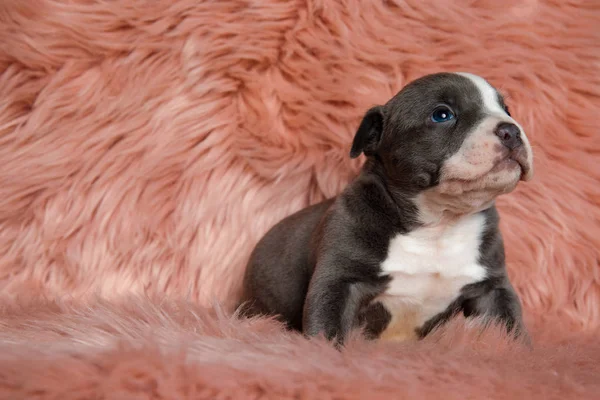 Cute American Bully puppy sitting while looking up and begging — Stock Photo, Image