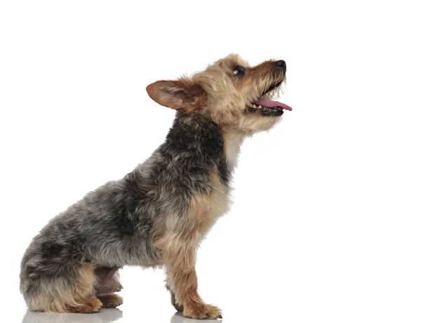 Yorkshire Terrier esperando por um deleite — Fotografia de Stock