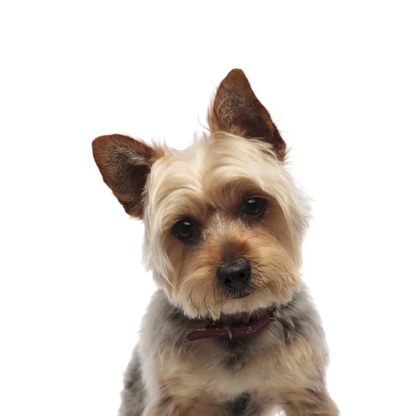 Yorkshire Terrier kijkt verward naar camera — Stockfoto