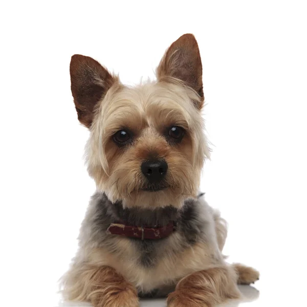 Yorkshire Terrier seduto con la bocca chiusa — Foto Stock