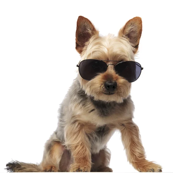 Terrier Yorkie güneş gözlüğü takıyor ve kameraya bakıyor — Stok fotoğraf