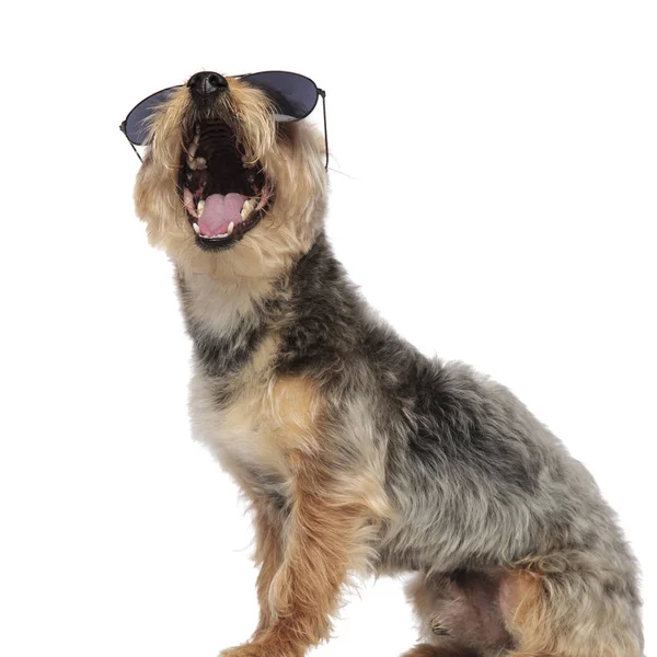 Yorkshire Terrier napszemüveget visel és ásít. — Stock Fotó