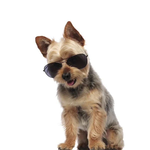 Cute Yorkshire Terrier noszenie okularów przeciwsłonecznych i dysząc — Zdjęcie stockowe