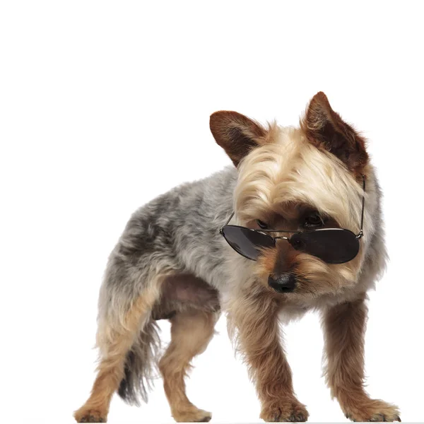 Yorkshire Terrier stojący i noszący okulary przeciwsłoneczne — Zdjęcie stockowe