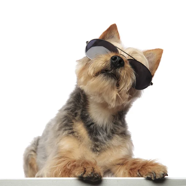 Yorkshire Terrier siedzi i nosi okulary przeciwsłoneczne — Zdjęcie stockowe
