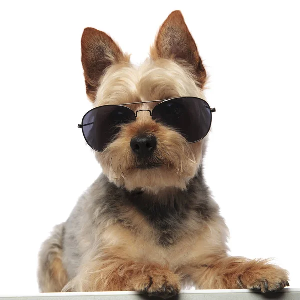 Yorkshire Terrier nosi sunglasse i patrzy w przyszłość — Zdjęcie stockowe