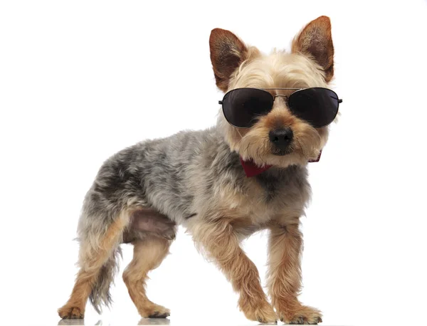 Yorkshire Terrier stående när du bär solglasögon — Stockfoto