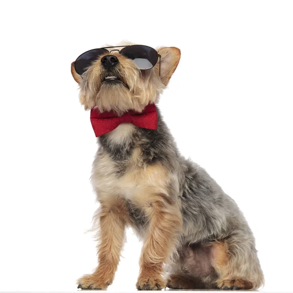 Yorkshire Terrier นั่งและมองขึ้นขณะที่สวมใส่ร้องเพลง — ภาพถ่ายสต็อก