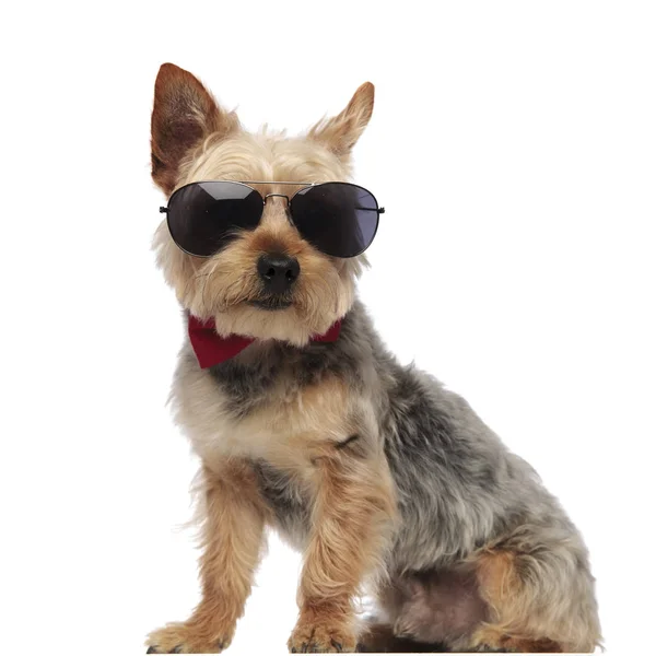 Yorkshire Terrier sentado e olhando para a frente enquanto vestindo cantado — Fotografia de Stock