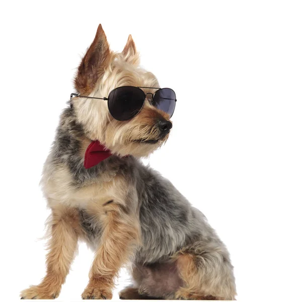 Yorkshire Teriyeri güneş varken yan yan bakıyor.