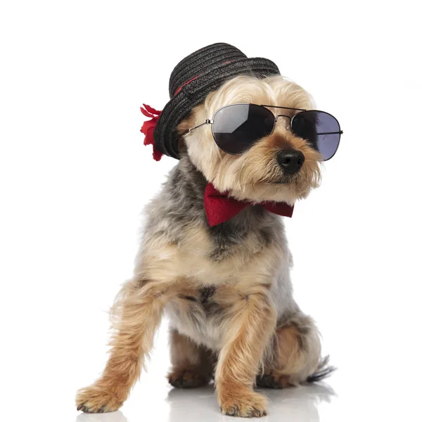 Orkshire Terrier güneş gözlüğü ve süslü şapka giyiyor — Stok fotoğraf