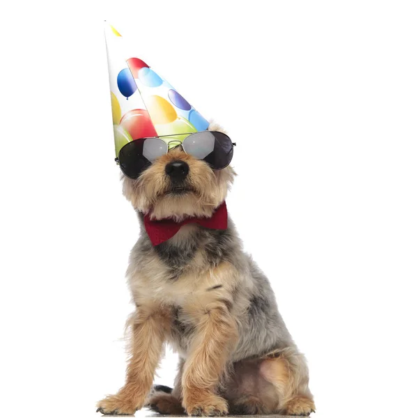Yorkshire Terrier indossa occhiali da sole, papillon rosso e cappello da festa — Foto Stock