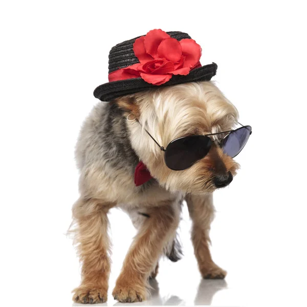 Yorkshire Terrier draagt een zonnebril en een versierde hoed. — Stockfoto