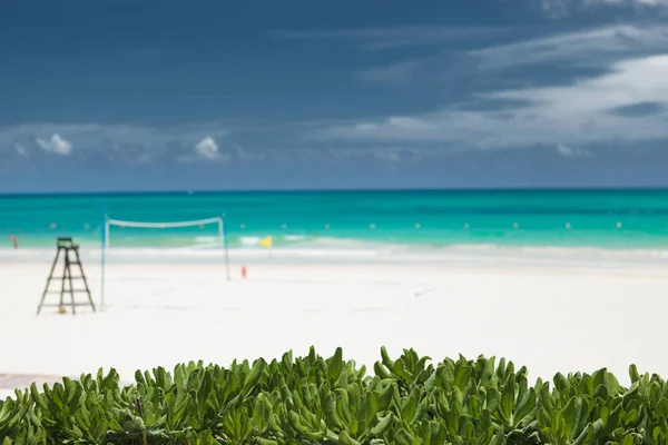 Bir plaj voley alanıfron tropikal bitki örtüsü — Stok fotoğraf