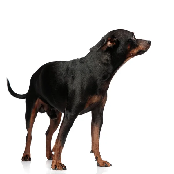 Dobrze wyglądający pies stojący i patrząc na bok — Zdjęcie stockowe