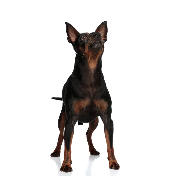 Meraklı küçük köpek yavrusu ayakta ve yukarı bakıyor — Stok fotoğraf