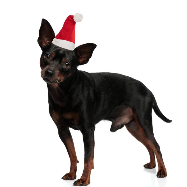 Cachorro de Santa posando sobre fondo blanco — Foto de Stock