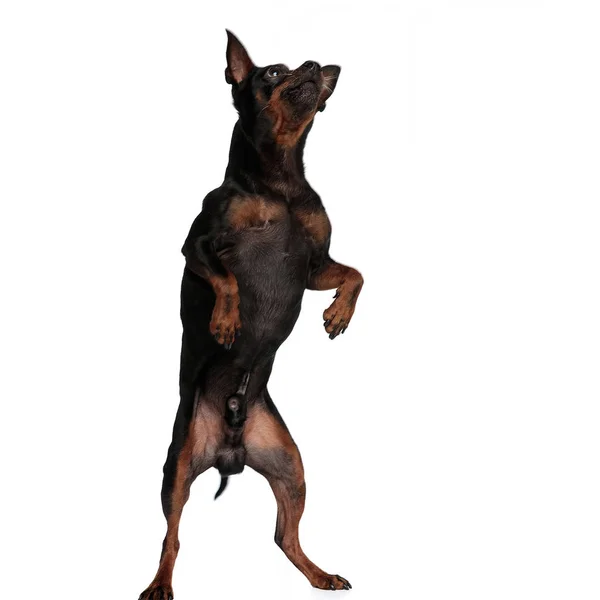 Игривый милый щенок стоит на двух ногах и смотрит вверх. — стоковое фото
