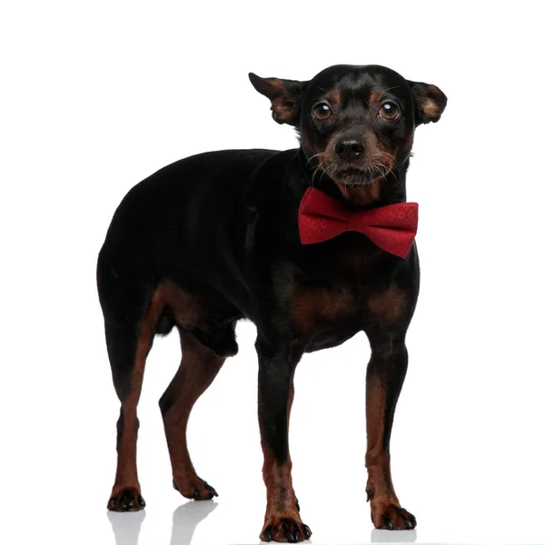 Kameraya bakan kırmızı papyon giyen sevimli köpek yavrusu — Stok fotoğraf