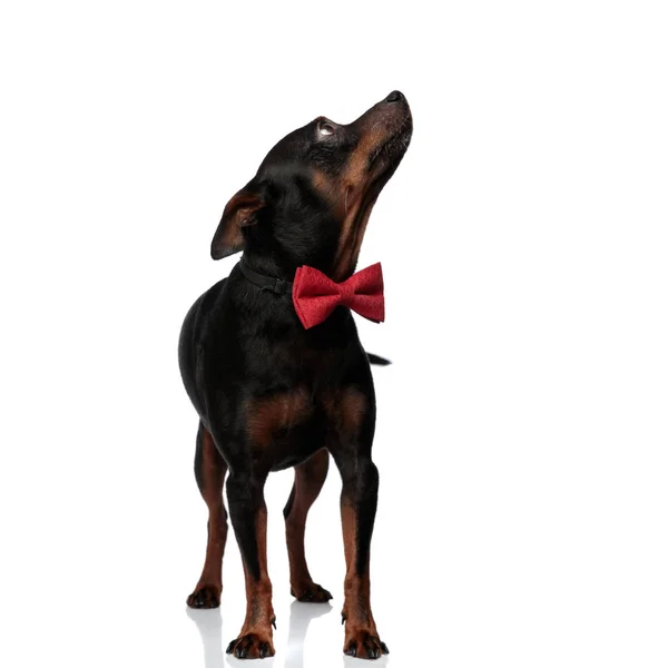 Carino cagnolino che indossa un papillon rosso guardando in alto — Foto Stock