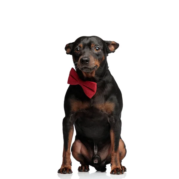 Zarif bir papyon giyen sevimli köpek yavrusu — Stok fotoğraf
