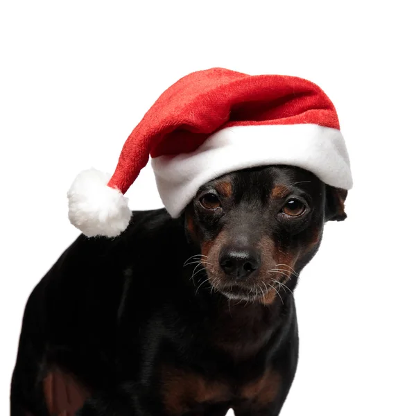 Nahaufnahme Porträt eines niedlichen Weihnachtsmannhundes — Stockfoto