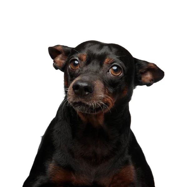 Retrato de um cachorrinho adorável — Fotografia de Stock