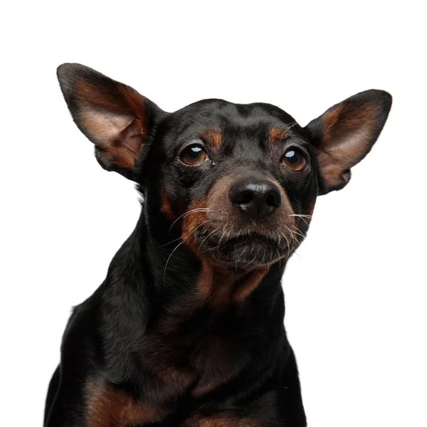 De cerca la imagen de un perrito lindo mirando hacia arriba —  Fotos de Stock