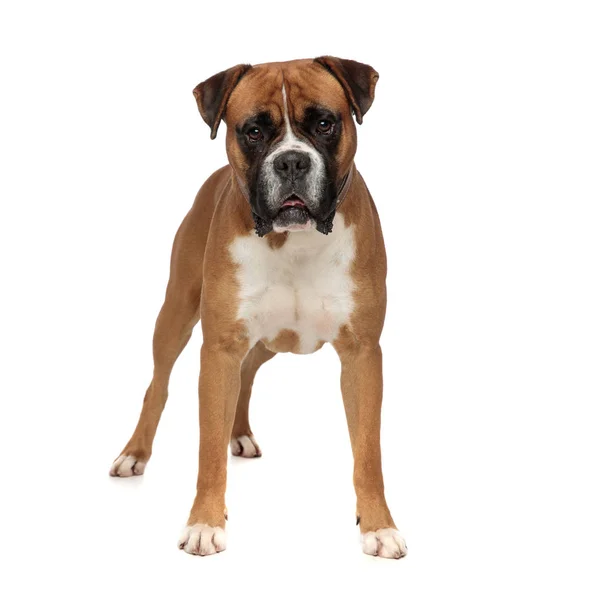 Gorgeous boxer standing, looking at the camera — Stock Photo, Image