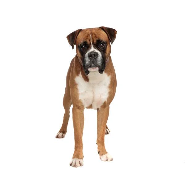 Adorable tired little boxer standing and looking at the camera — Stock Photo, Image