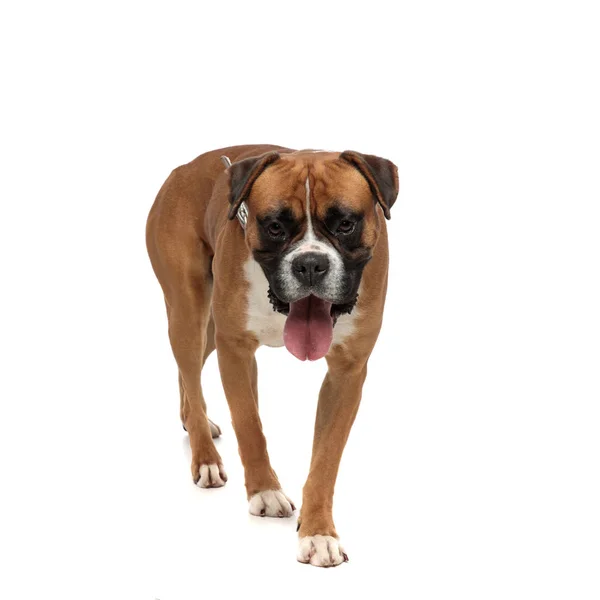 Beutiful boxer stepping forward while looking at the camera — Stock Photo, Image