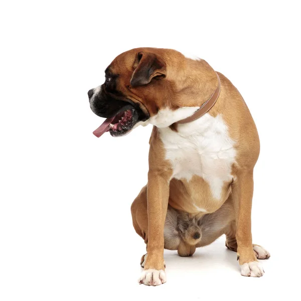 Beutiful boxer standing on his rear legs looking away — Stock Photo, Image