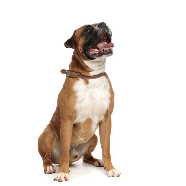 Happy Little Boxer hijgen — Stockfoto