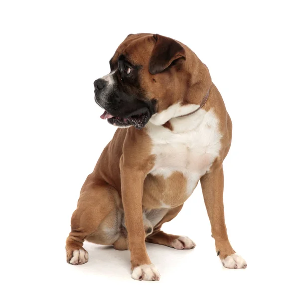 Cute boxer got distracted by something to his right — Stock Photo, Image