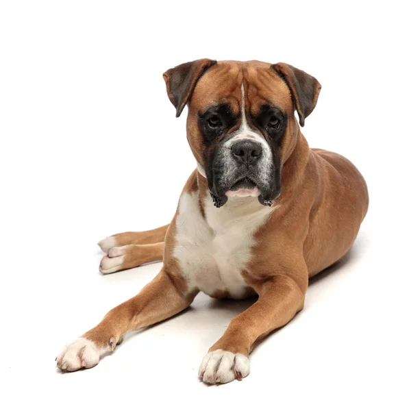 Cute but exhausted little boxer lying down — Stock Photo, Image