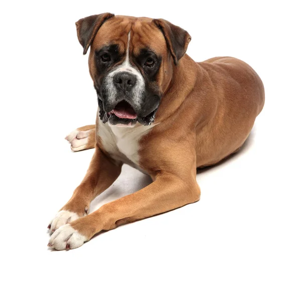 Tired cute boxer lying down and looking at the camera — Stock Photo, Image