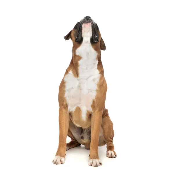 Curious seated boxer looking straight up — Stock Photo, Image